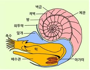 두족류(cephalopods)頭足類