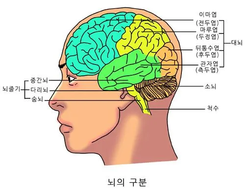 뒤통수엽(occipital lobe)