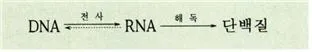 디엔에이(DNA ; deoxyribonucleic acid)