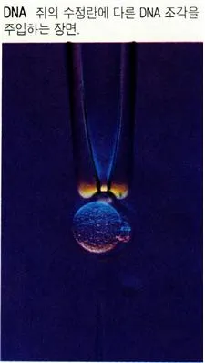디엔에이(DNA ; deoxyribonucleic acid)