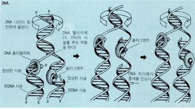 디엔에이(DNA ; deoxyribonucleic acid)