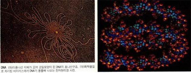 디엔에이(DNA ; deoxyribonucleic acid)