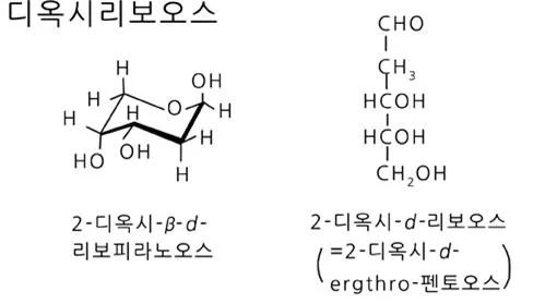 디옥시리보스(deoxyribose)