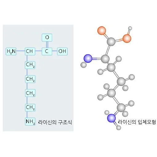 라이신(lysine)
