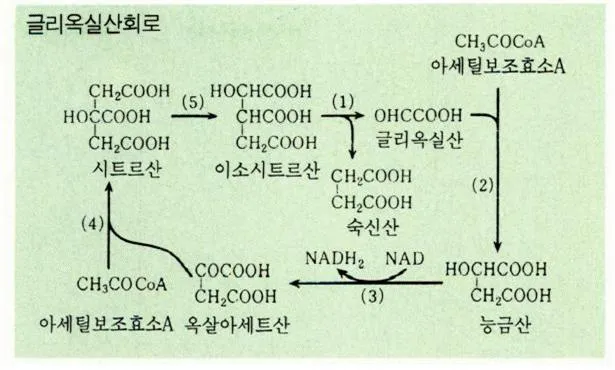 라이페이스(lipase)