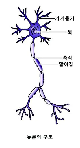 랑비에 결절(node of Ranvier)-結節