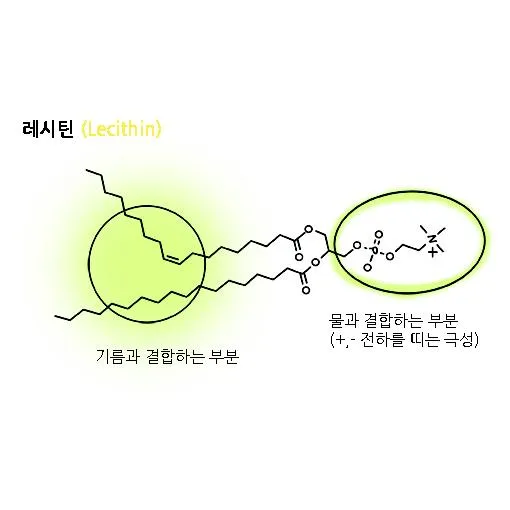 레시틴(lecithin)