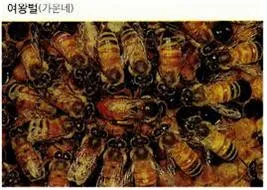 리더제(leader system)
