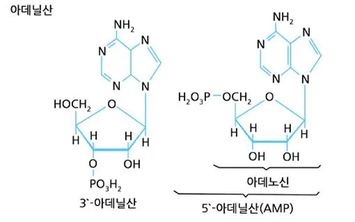 리보뉴클레오시드(ribonucleoside)