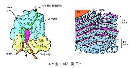 리보솜(ribosome)