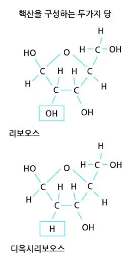 리보스(ribose)