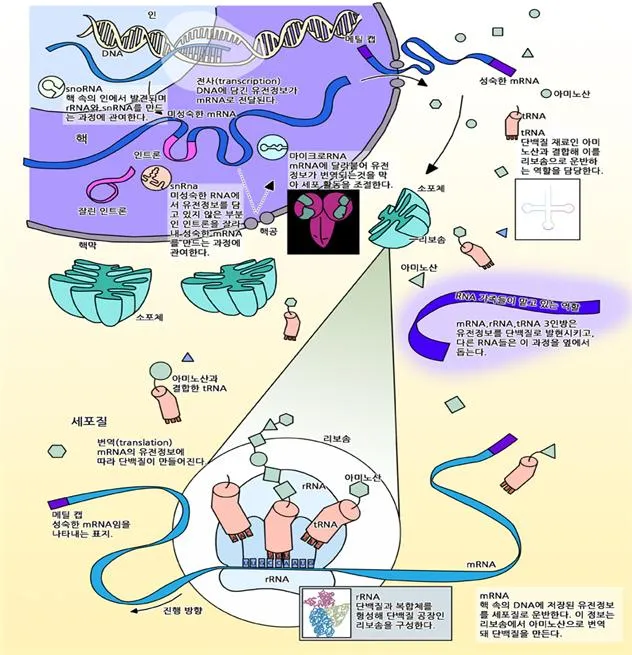 리보자임(ribozyme)