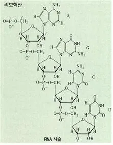 리보핵산(ribonucleic acid, -核酸)