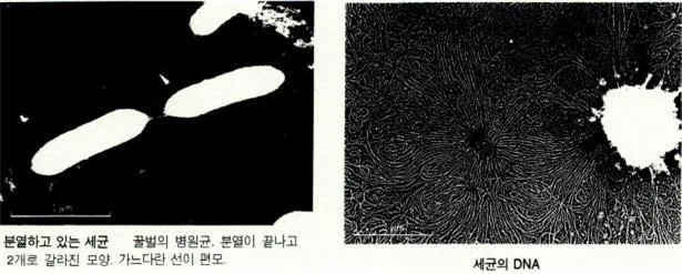 리소좀(lysosom)