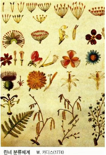 린네분류체계