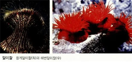 말미잘(seaanemone; Actiniaria)