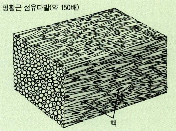 말이집(myelin sheath)