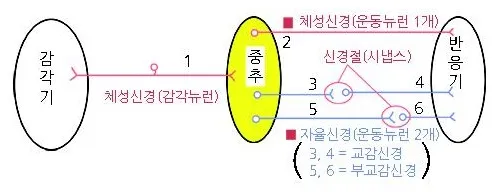 말초 신경계 [peripheral nervous system, 末梢神經系]