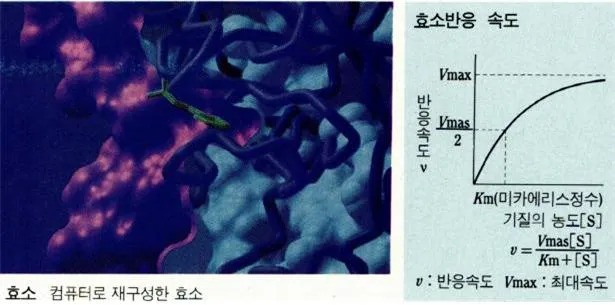 말테이스(maltase)