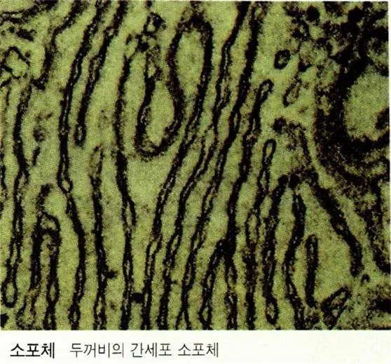 매끈면 소포체 [smooth endoplasmic reticulum, 滑面小胞體]