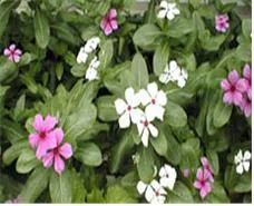 매일초 (Madagascar periwinkle,每日草,Catharanthus roseus, Vinca rosea)