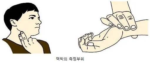 맥박(pulse, 脈搏)