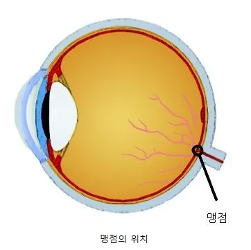 맹점 [blind spot, 盲點]