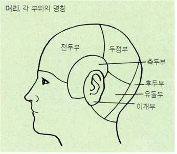 머리(head)