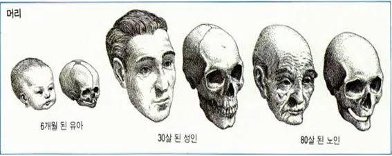 머리(head)