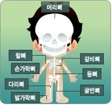 머리뼈(skull)