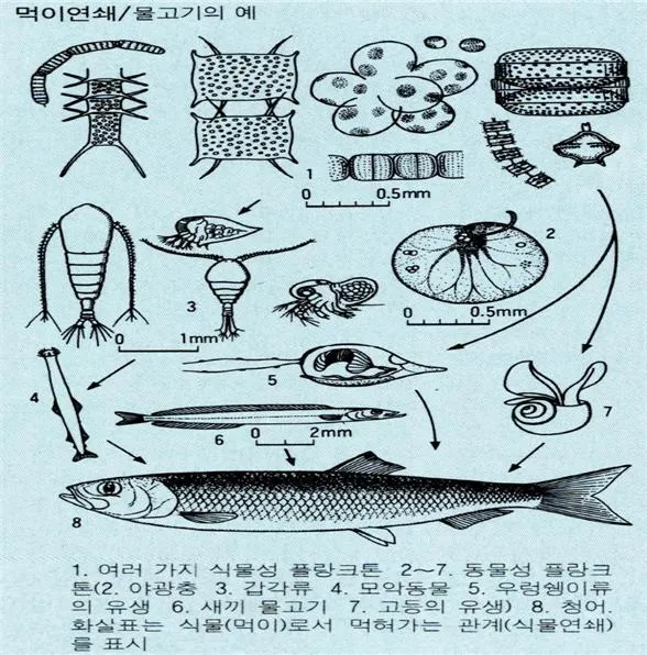 먹이 그물(food web)