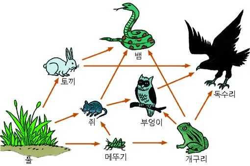 먹이 사슬(food chain)