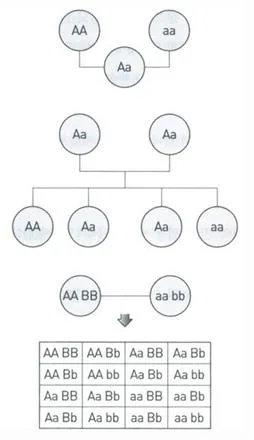 멘델 법칙[Mendelism/Mendel's law, ─法則]