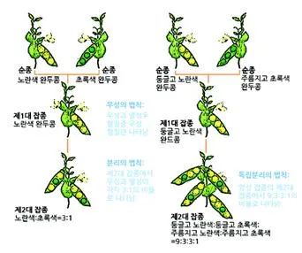 멘델 법칙[Mendelism/Mendel's law, ─法則]