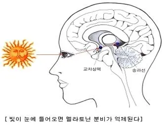 멜라토닌(melatonin)