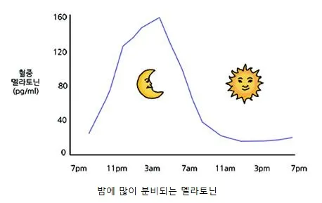 멜라토닌(melatonin)