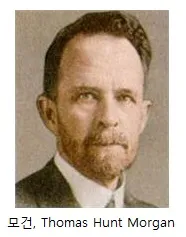 모건단위(Morgan unit, -單位)