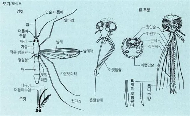 모기(mosquito, Culicidae)