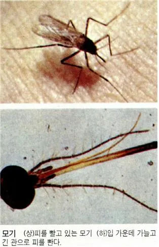 모기(mosquito, Culicidae)