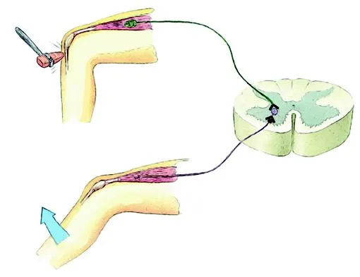 무릎 반사(knee-jerk reflex, --反射)