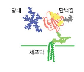 당단백질의 구성