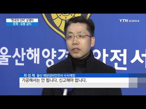 [사이언스 TV] '한국의 인어' 상괭이 올해부터 포획·유통 금지