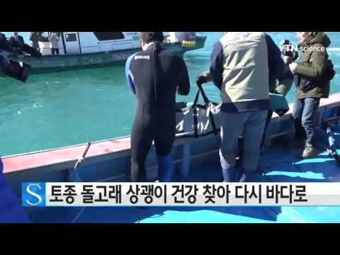 [사이언스 TV] 토종 돌고래 상괭이, 건강찾아 다시 바다로