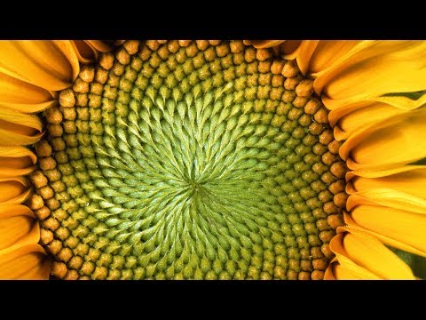 해바라기에 관한 신나는 수학 이야기