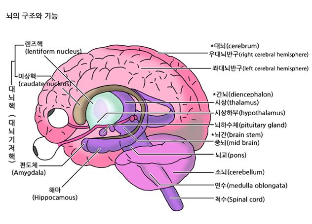뇌교