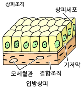 다층상피