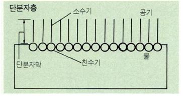 단분자층