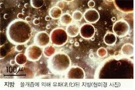 단순지질