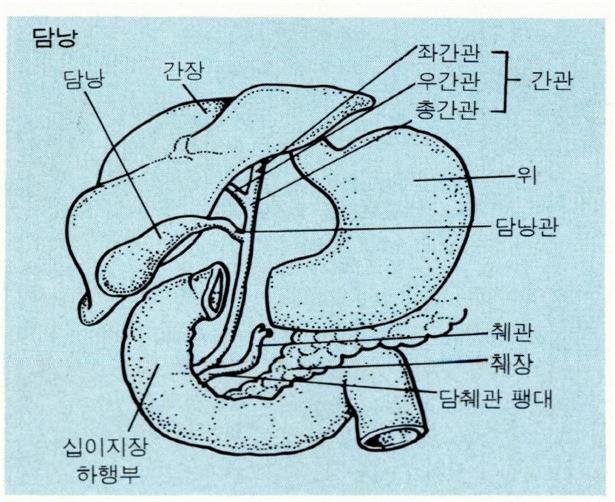 담낭