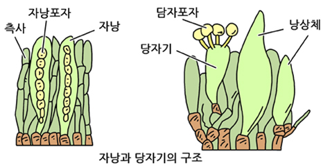 담자기
